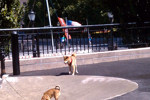 Sirius Dog Run photo 2
